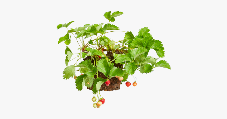 Strawberry Plant - Currant, HD Png Download, Free Download