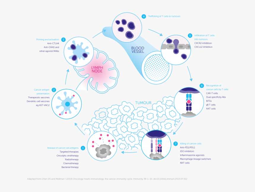 Cancer Immunity Cycle - Cancer Immunity Cycle Png, Transparent Png, Free Download