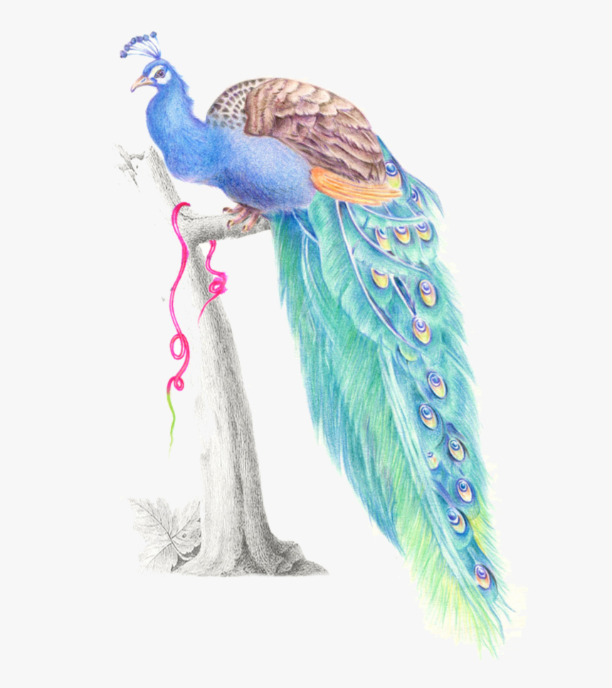 Transparent Peacock Png Images - Peacock Blue Png, Png Download, Free Download