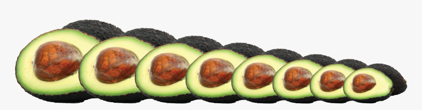 Avocados Png, Transparent Png, Free Download