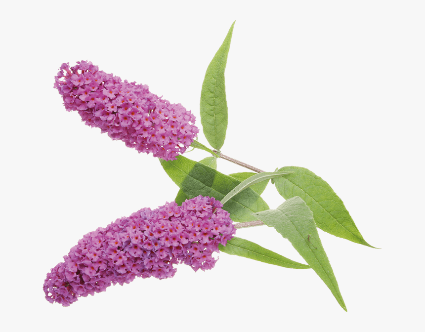 Commonly Called The "butterfly Bush, HD Png Download, Free Download