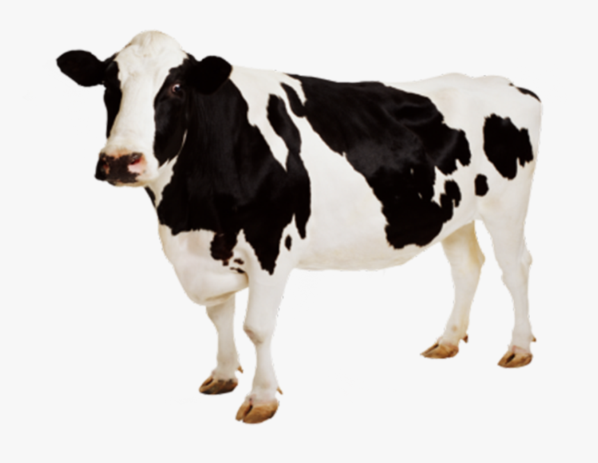 Highland Cattle Jersey Cattle Dairy Cattle Dairy Farming - Cow Png, Transparent Png, Free Download