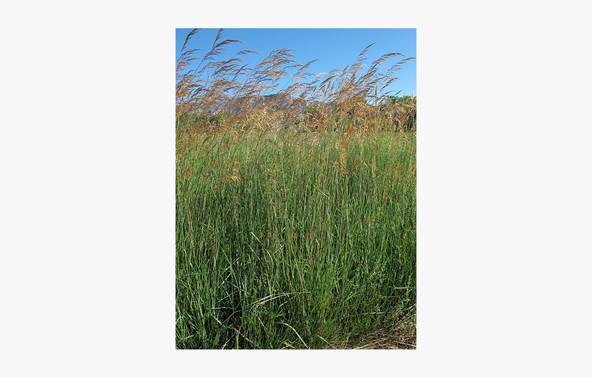 Antler King ® Shield And Bedding Plus - Sweet Grass, HD Png Download, Free Download