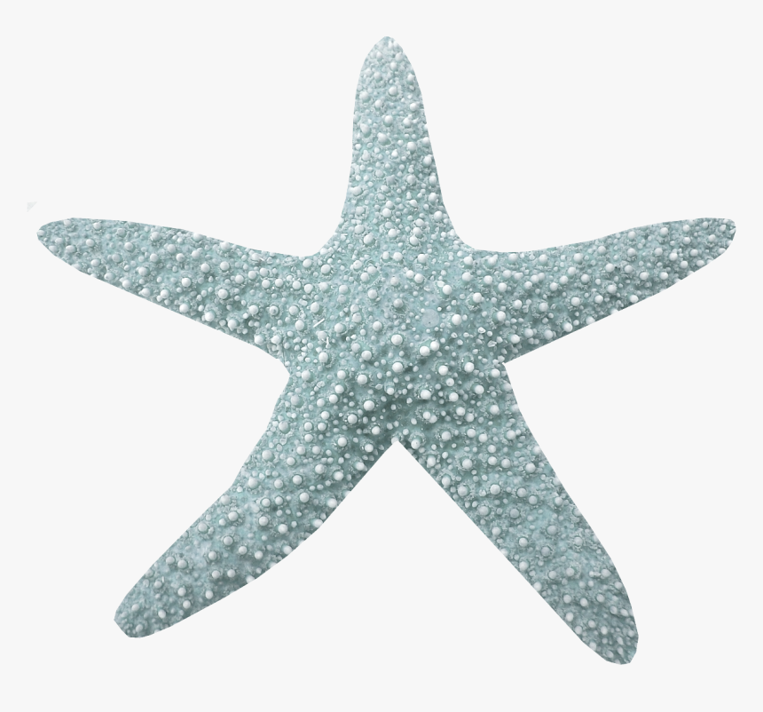 Морские звезды без. Морская звезда. Синяя морская звезда. Морская звезда на белом фоне. Морская звезда фигура.
