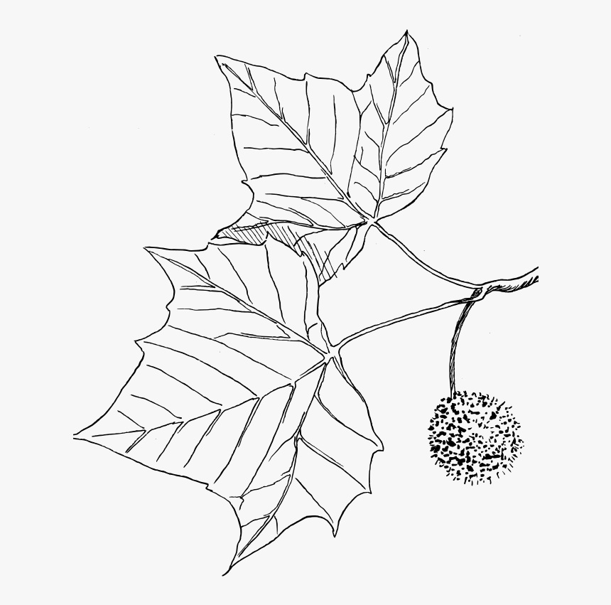 Sycamore - Sycamore Fruit Drawing, HD Png Download, Free Download