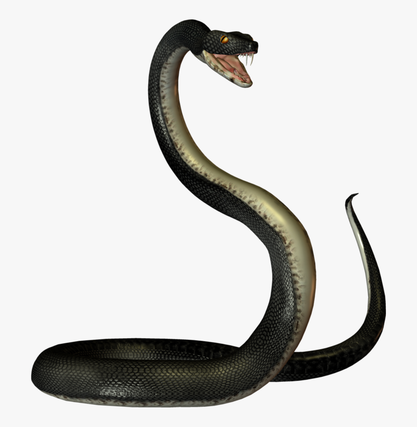 Snake png. Змея для фотошопа. Змея на белом фоне. Змея на прозрачном фоне. Уж на белом фоне.