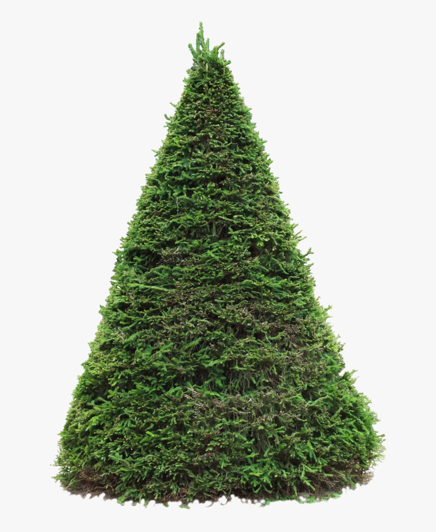 Thumb Image - Blue Spruce Png, Transparent Png, Free Download