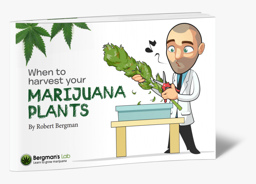 Transparent Marijuana Plant Png - Cartoon, Png Download, Free Download