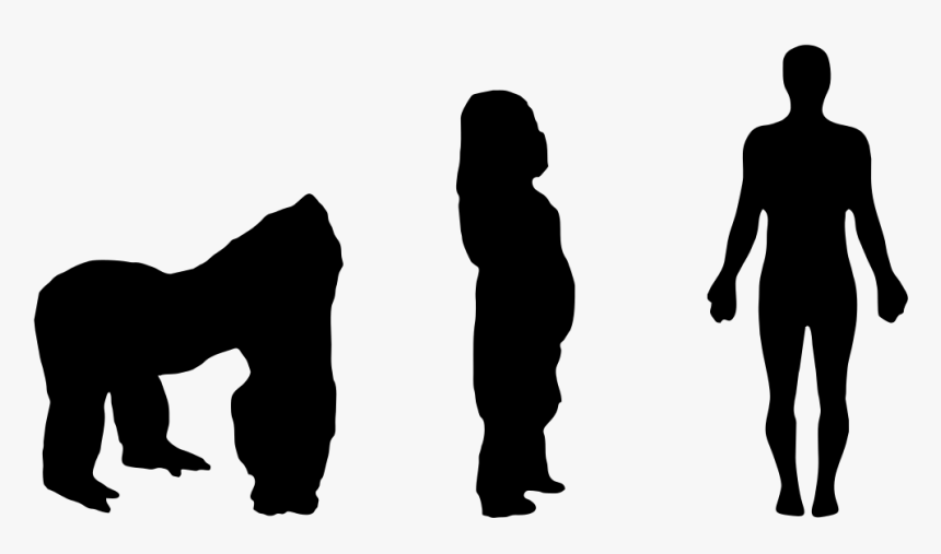 Human Gorilla Size Comparison, HD Png Download, Free Download