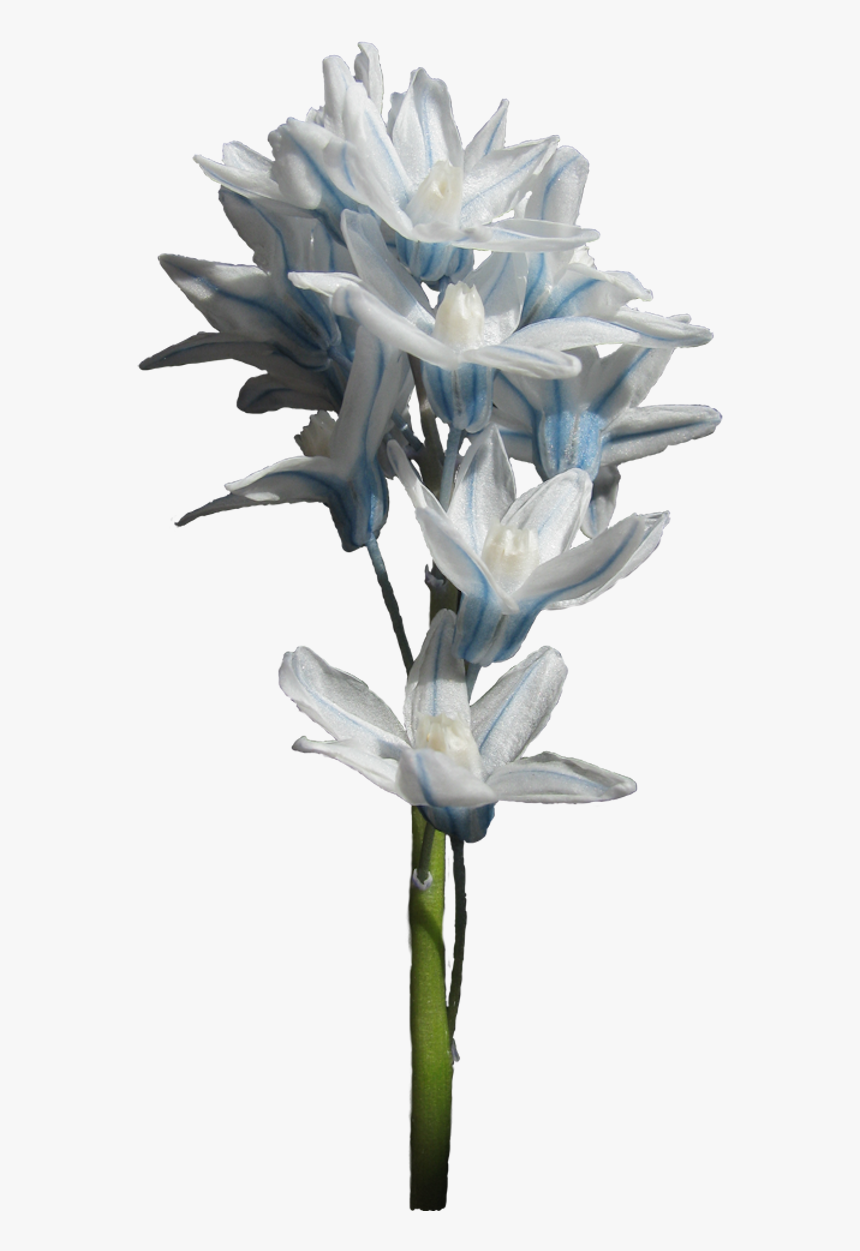 Thumb Image - Striped Squill, HD Png Download, Free Download