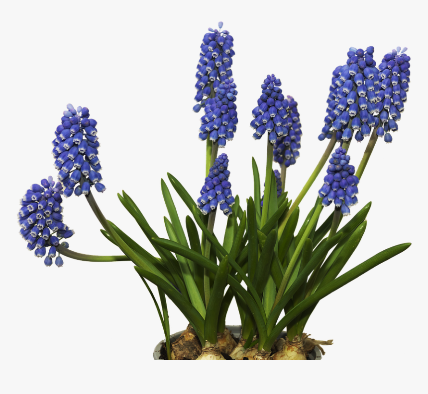 Hyacinths Png, Transparent Png, Free Download