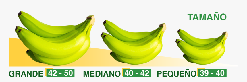 Transparent Platano Png - Saba Banana, Png Download, Free Download