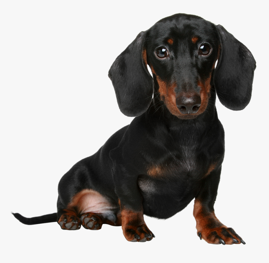 Dachshund Png, Transparent Png, Free Download