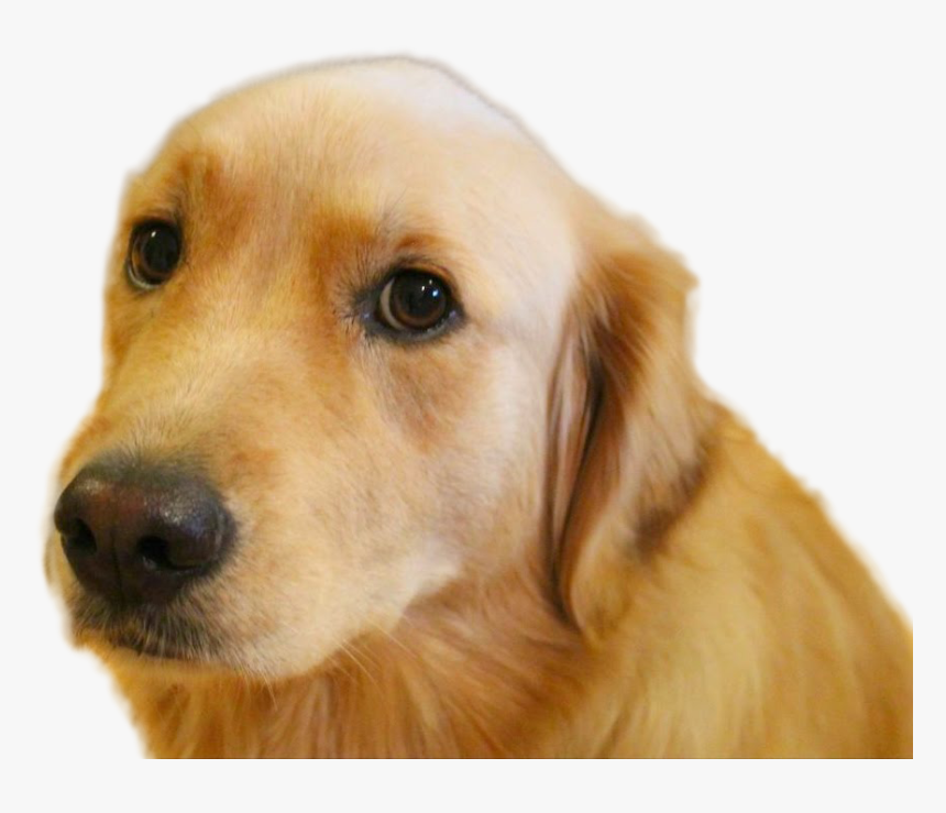 Dog Png Image - Illegal Furries, Transparent Png, Free Download