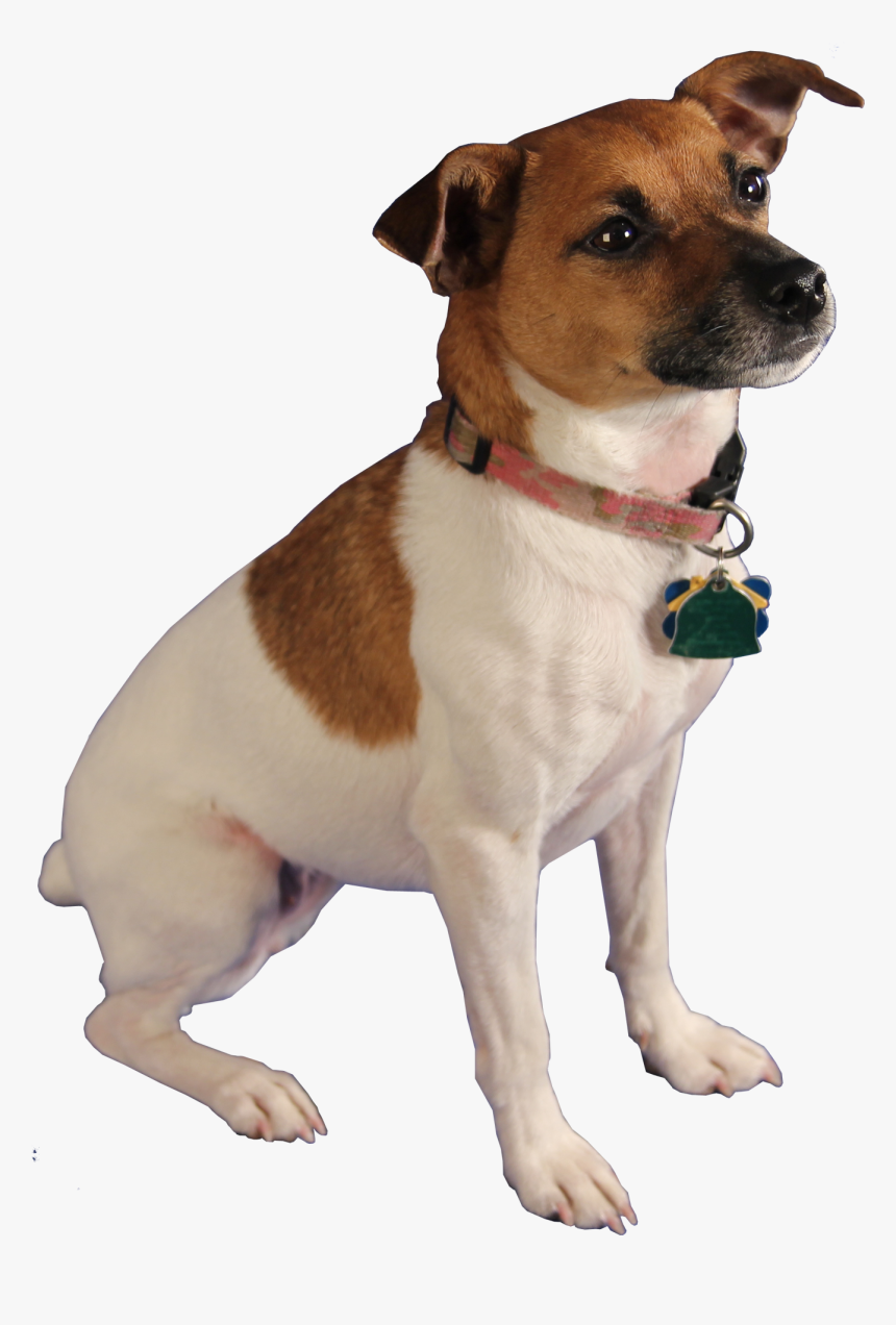 Bella, Bed Bug Dog - Dog Sniffing Png, Transparent Png, Free Download