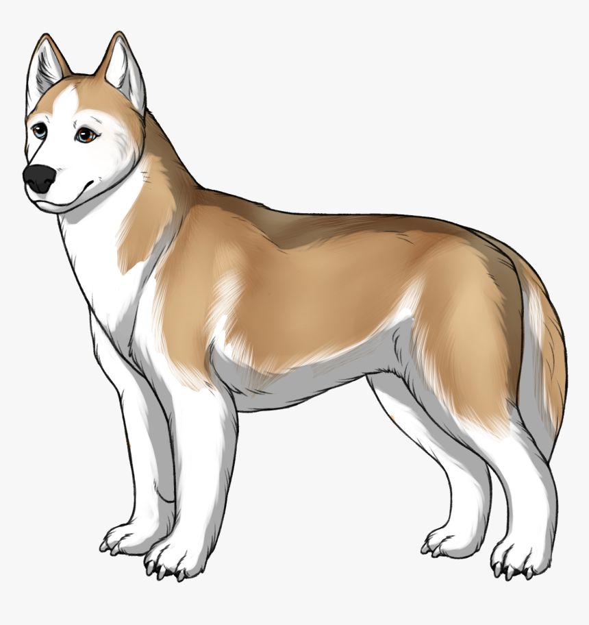 Norwegian Lundehund, HD Png Download, Free Download