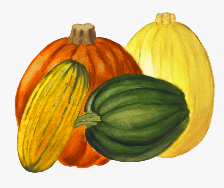 Green Pumpkin Png - Pumpkin, Transparent Png, Free Download