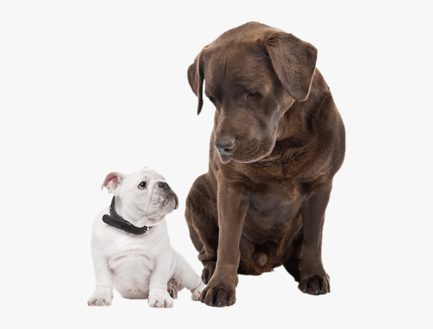 French Bulldog And Chocolate Lab, HD Png Download, Free Download