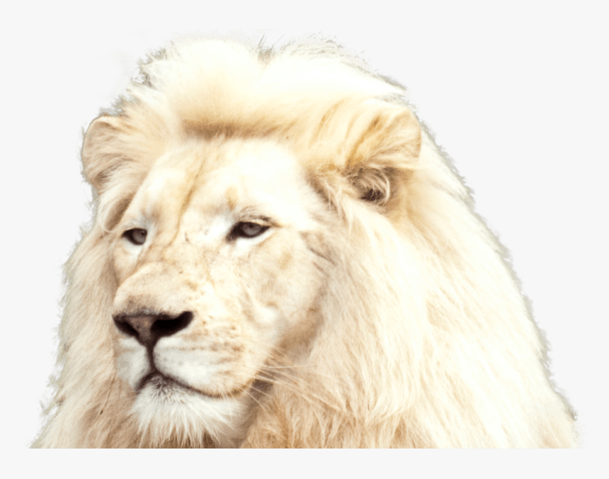 White Lion Foreground - Full Pic Of White Lion, HD Png Download, Free Download