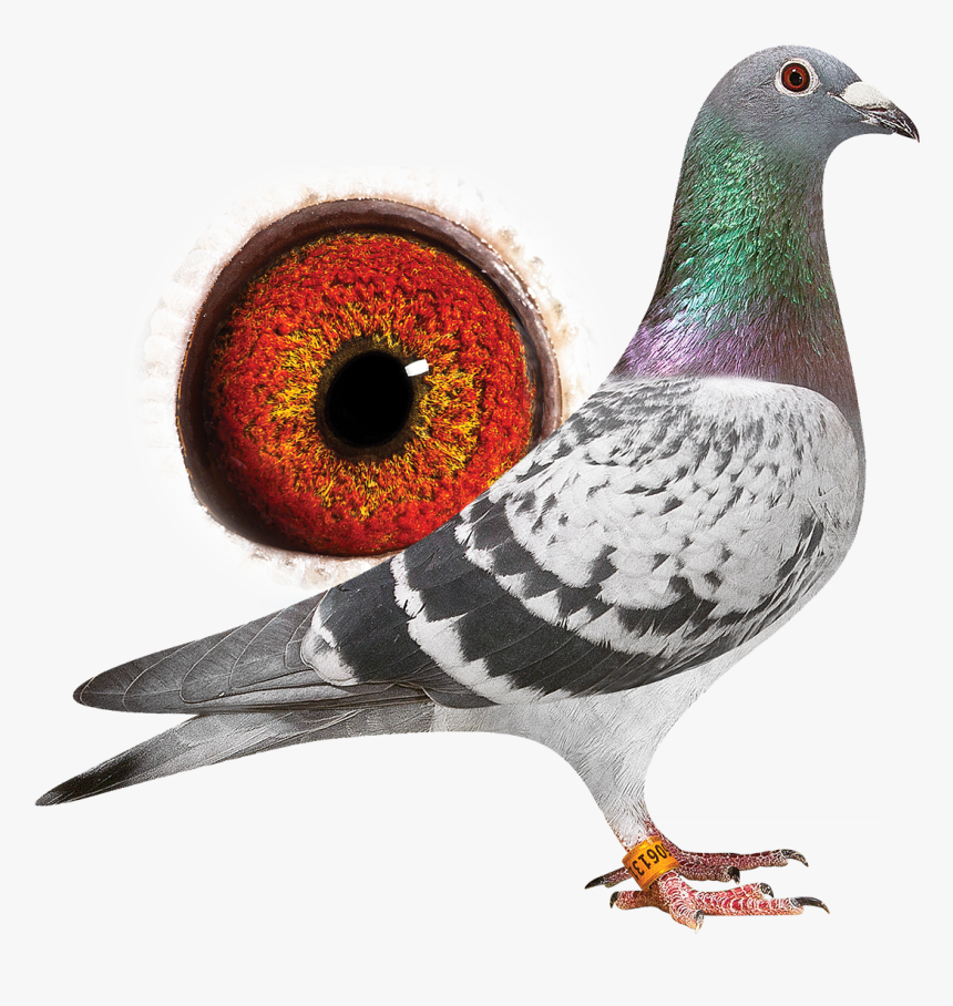 Transparent Buda Png - Rock Dove, Png Download, Free Download