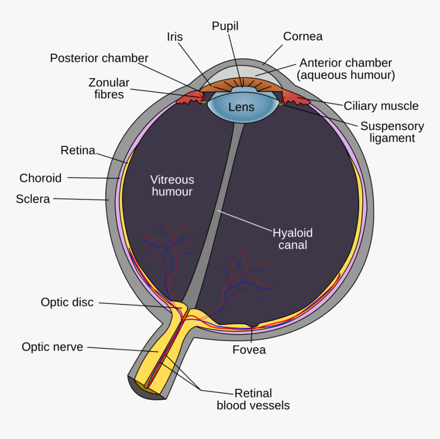 Eye Diagram Optic Disc, HD Png Download kindpng