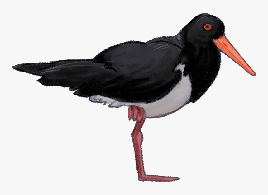 Pied-oystercatcher - Oystercatcher, HD Png Download, Free Download