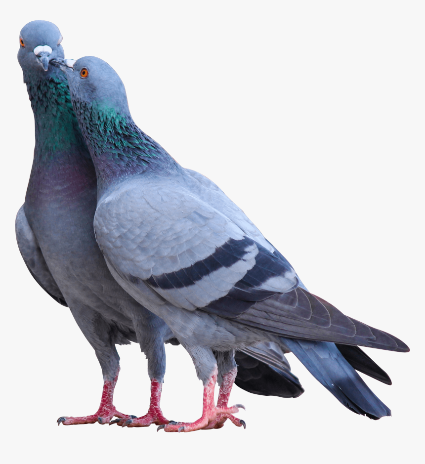 Png Pigeon, Transparent Png - kindpng