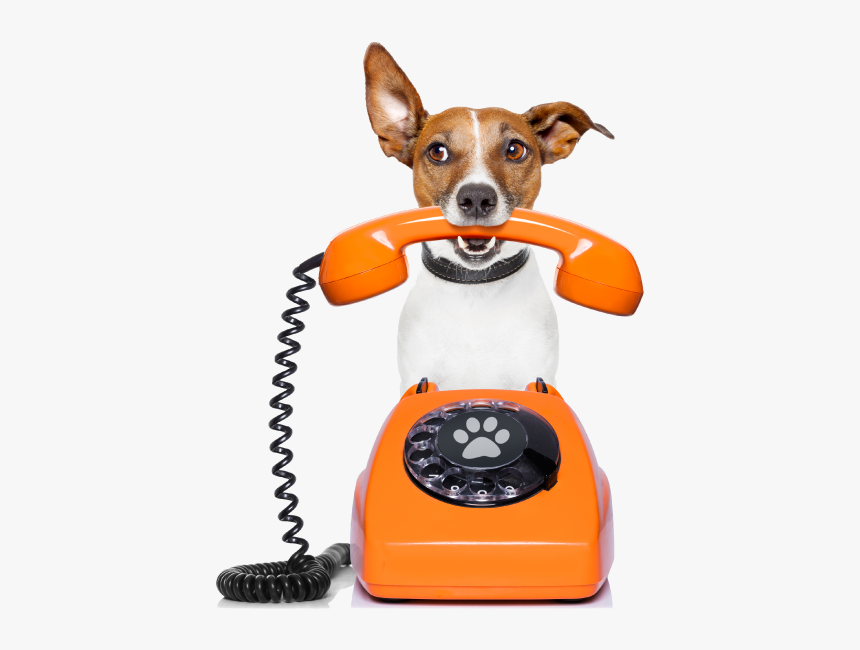 Dog phone. Собака с телефоном. Собачка с телефонной трубкой. Собака звонит. Собачка с телефоном.