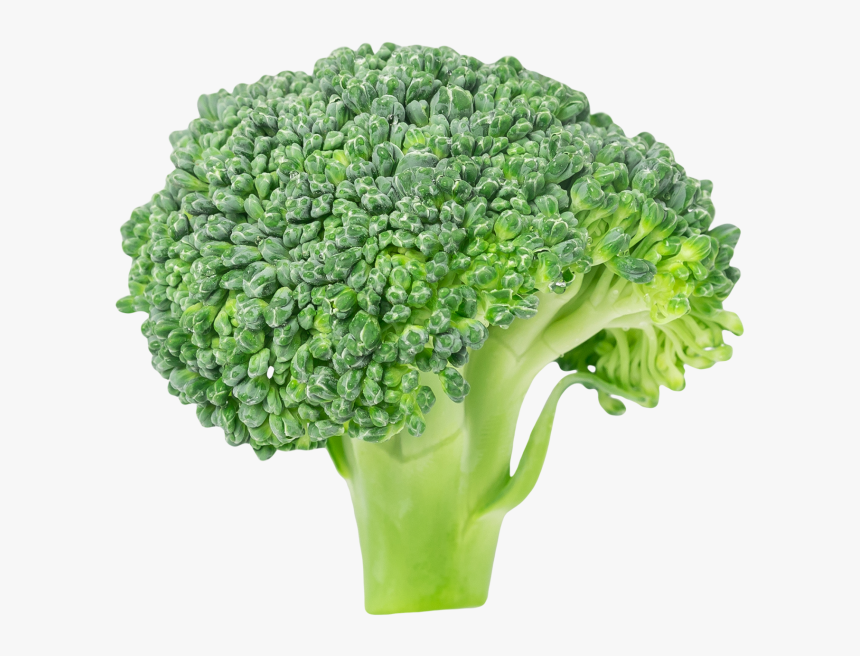 Transparent Broccoli Png - Broccoli Vlipart, Png Download, Free Download