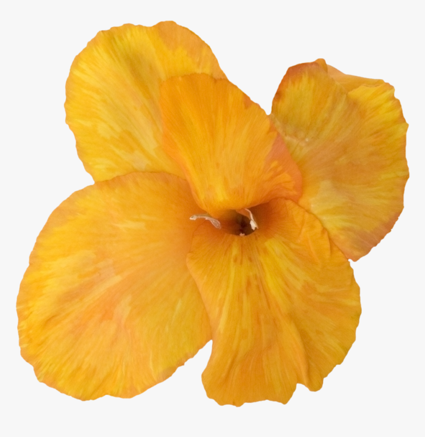 Transparent Gladiolus Png - Hawaiian Hibiscus, Png Download, Free Download