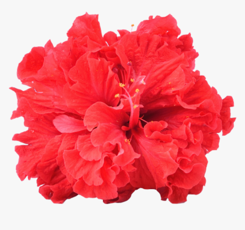 Transparent Red Carnation Png - Hawaiian Hibiscus, Png Download, Free Download