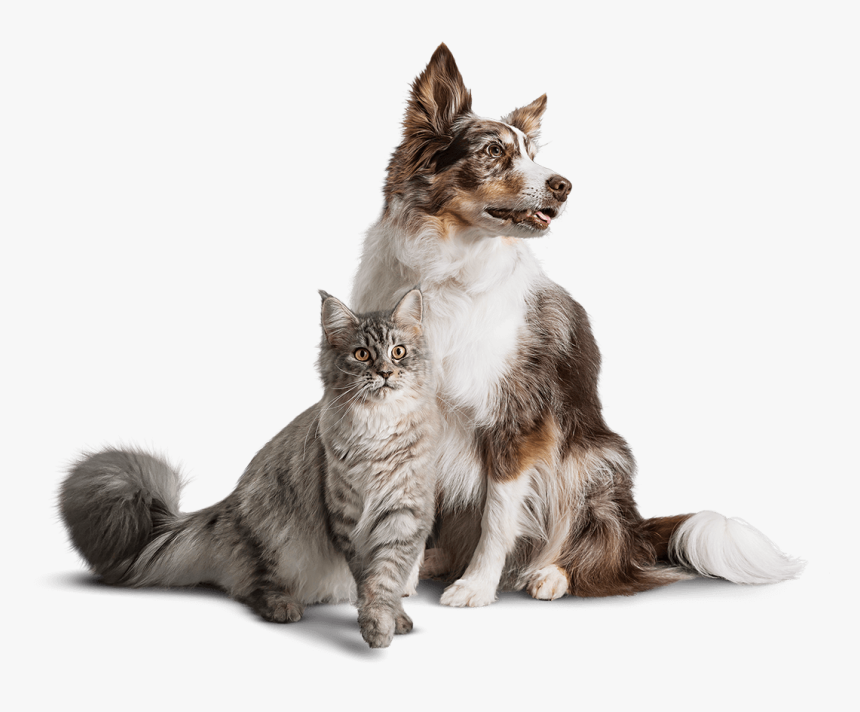 Diamond Care Specialty Pet Foods Are Designed With, HD Png Download, Free Download