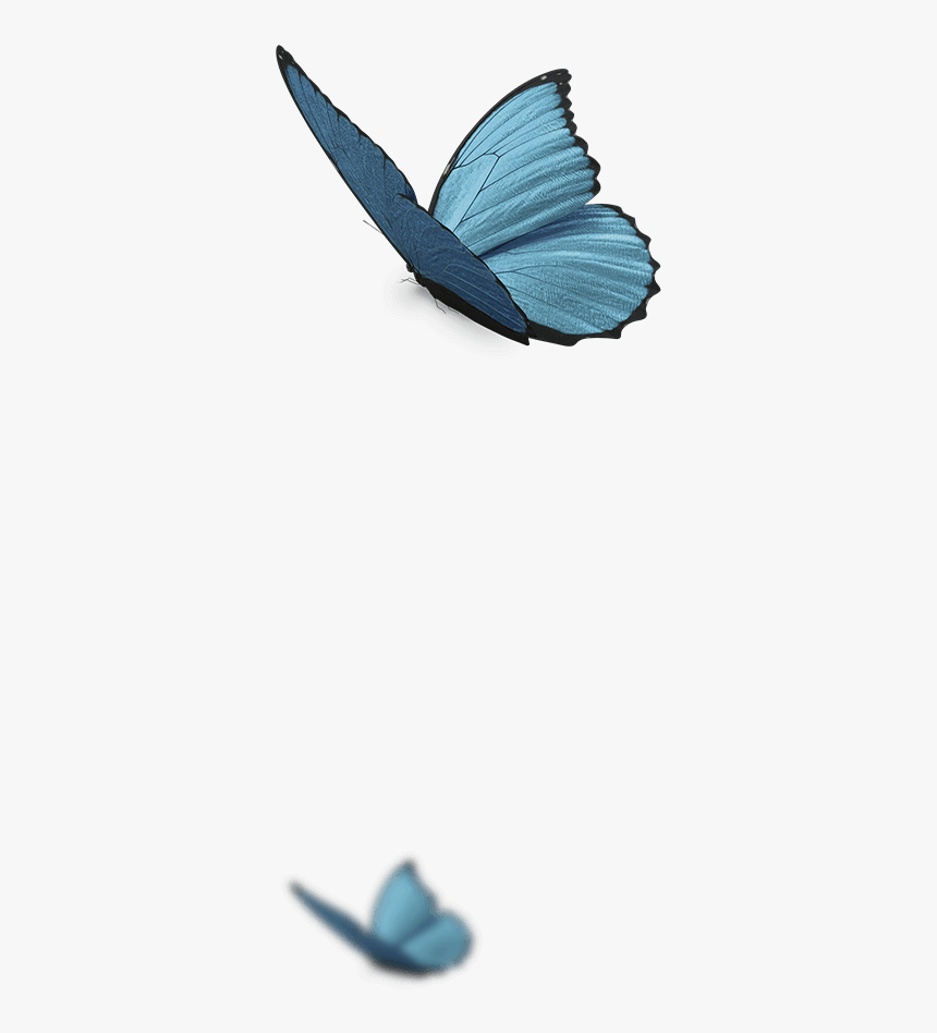 Butterflys Png -page Decoration Page Decoration - Holly Blue, Transparent Png, Free Download