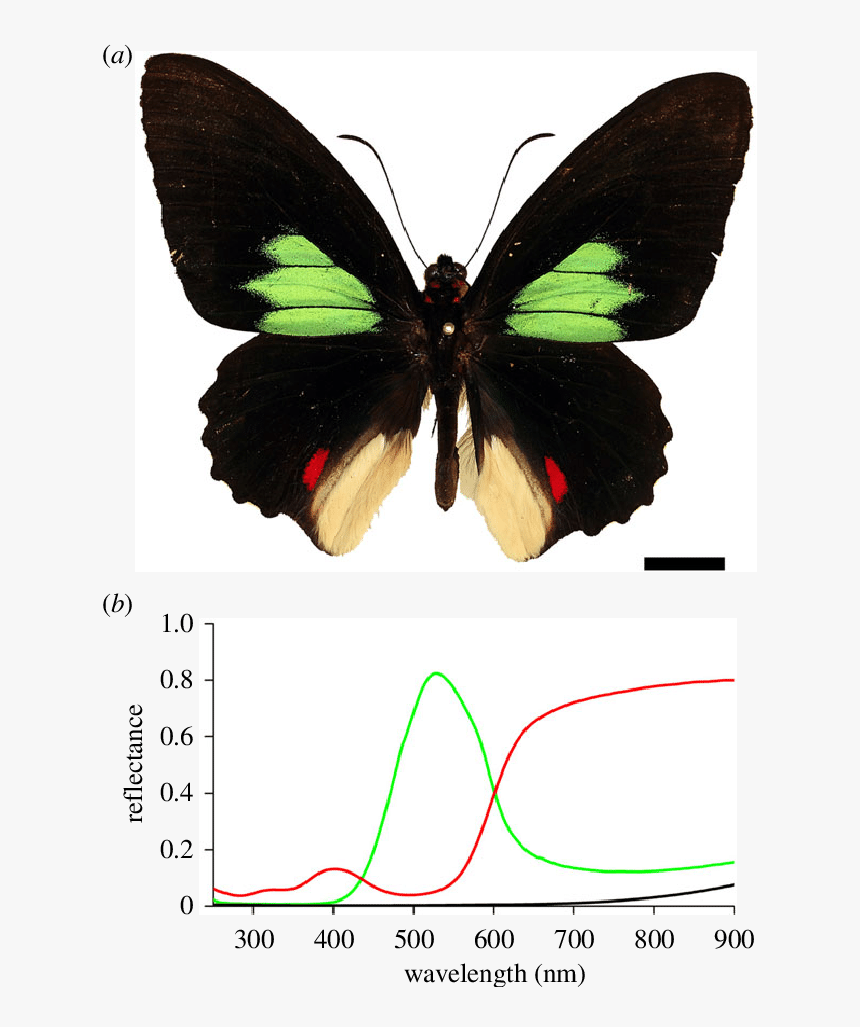 Transparent Butterflys Png - Parides Sesostris, Png Download, Free Download