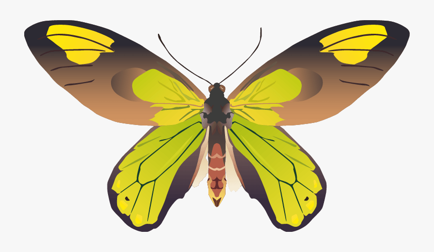 Butterfly Png Images Png - Brush-footed Butterfly, Transparent Png, Free Download