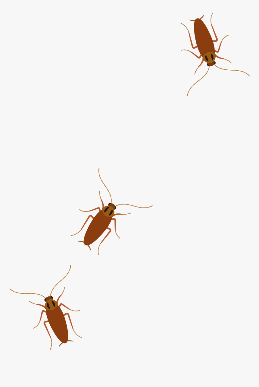 Cockroach, HD Png Download, Free Download