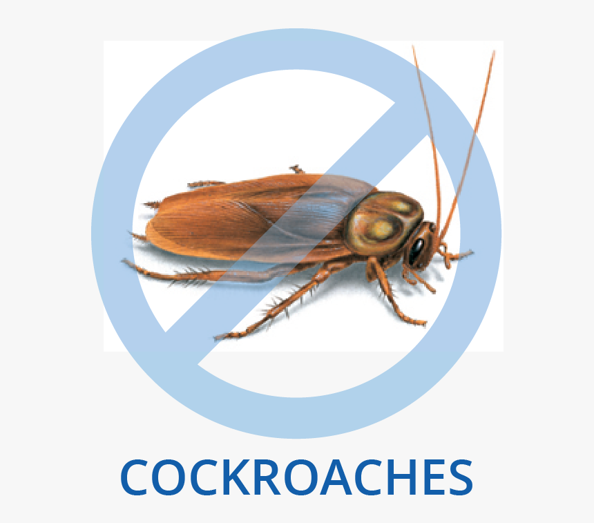 Cockroach Cropped, HD Png Download, Free Download