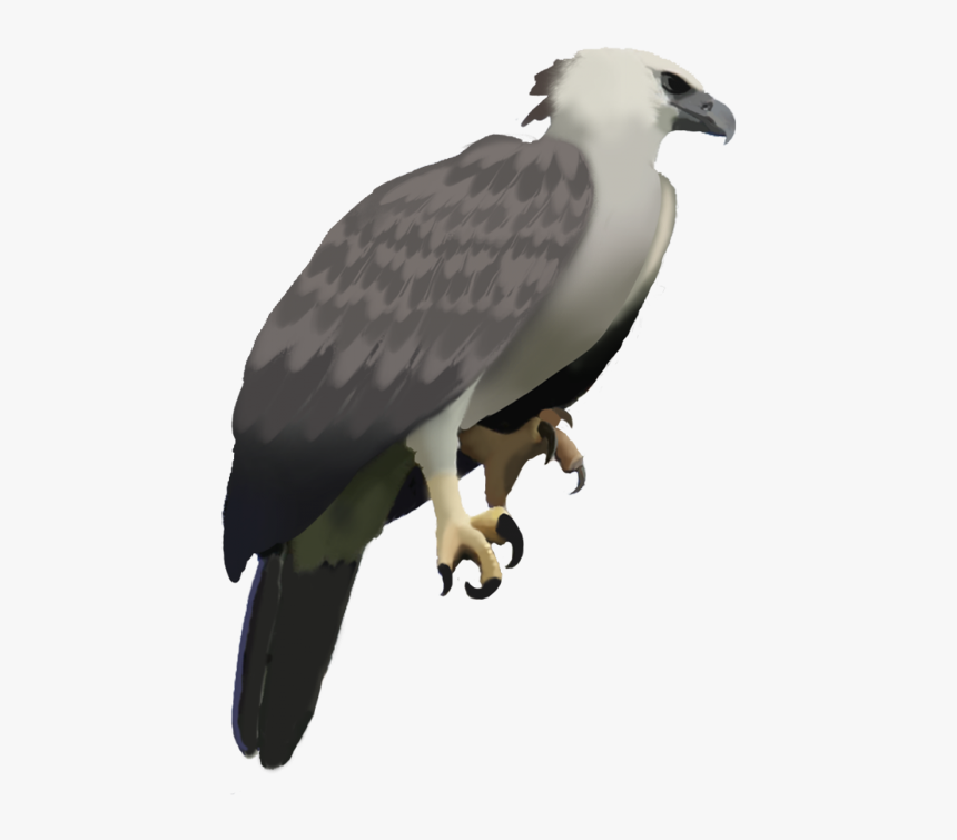 Harpy Eagle PNG Transparent Images Free Download