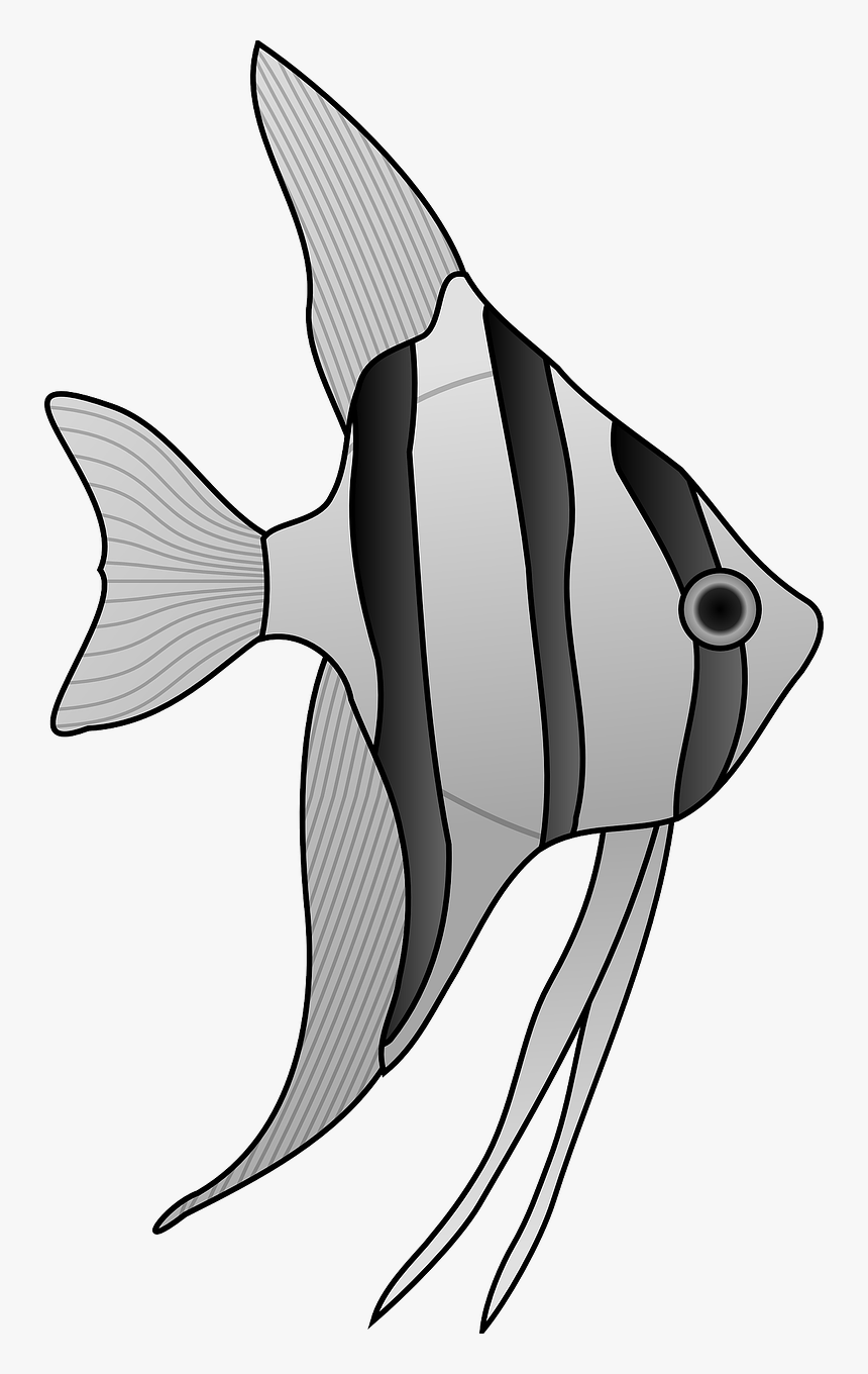 Angelfish Clip Art, HD Png Download, Free Download