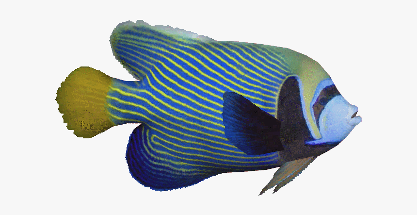 Emperorangelfishthom - Pomacentridae, HD Png Download, Free Download