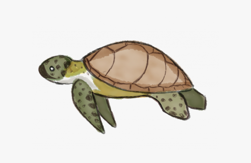 Sea Turtle Clipart Kemp"s Ridley - Sea Turtle Cartoon Clipart Transparent, HD Png Download, Free Download