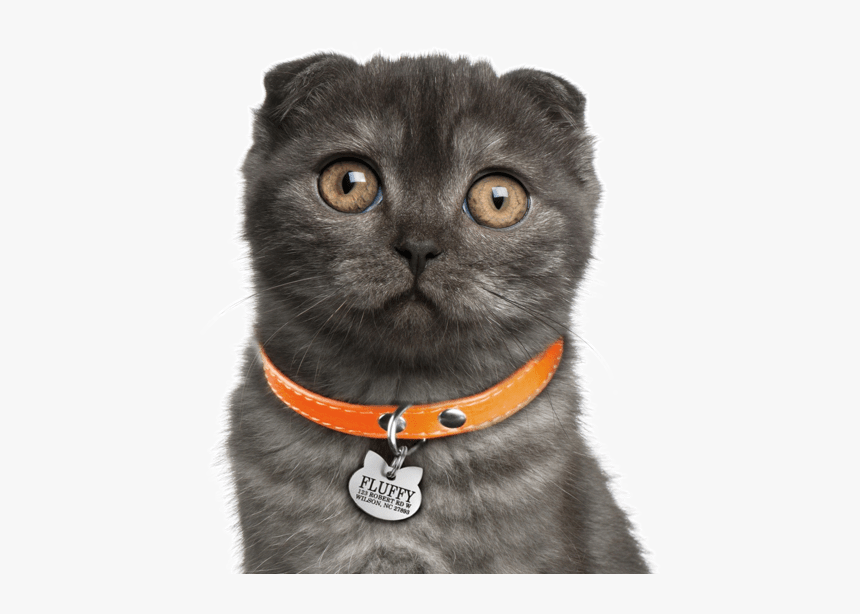 Clip Art Scottish Fold Kittens Cats - 5 Month Old Scottish Fold, HD Png Download, Free Download