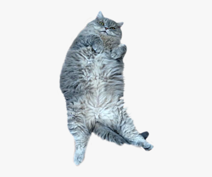 #cute #gray #cat #pet #belly #fluffy #animal #sticker#freetoedit - British Longhair, HD Png Download, Free Download