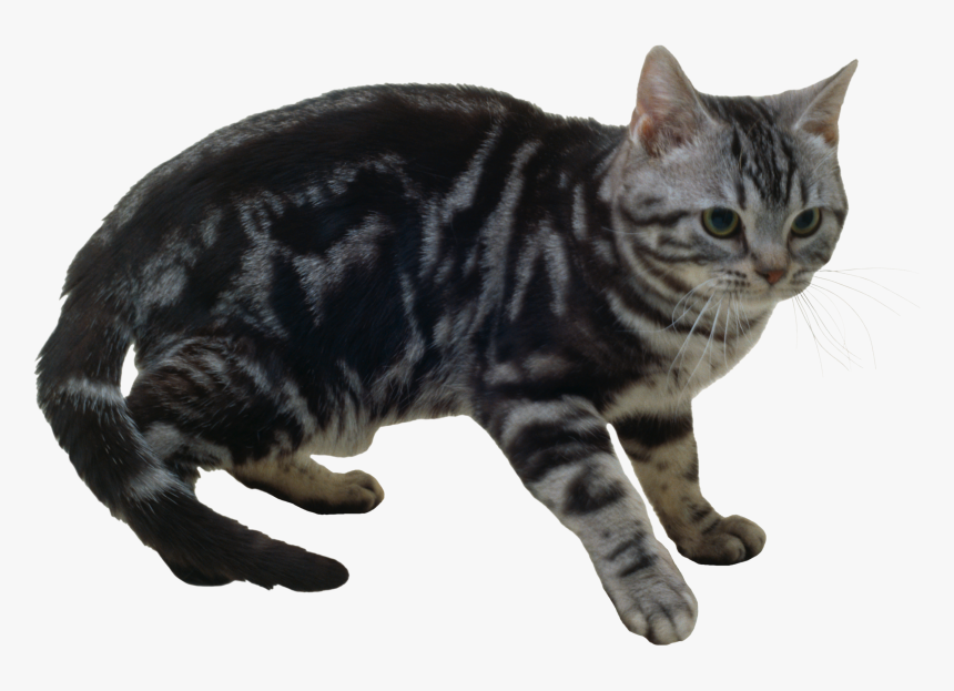 Cat Png - Кошки На Белом Фоне, Transparent Png, Free Download