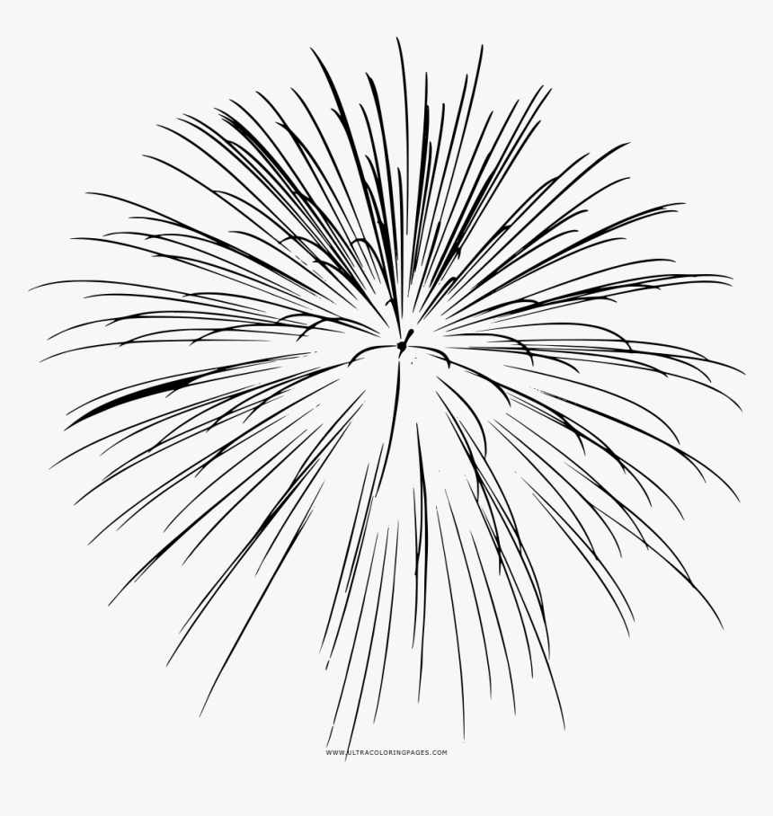 Fogos De Artifício Coloring Page - White Pine, HD Png Download, Free Download