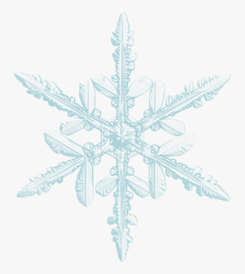 ❄ - Central Symmetry In Nature, HD Png Download, Free Download