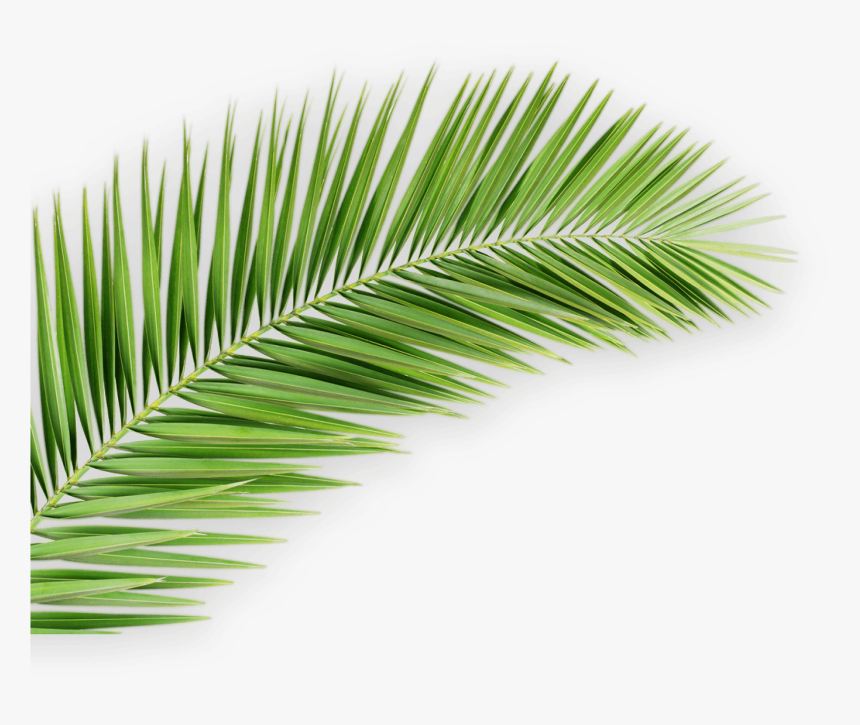 Palm Tree Leaf Png, Transparent Png, Free Download