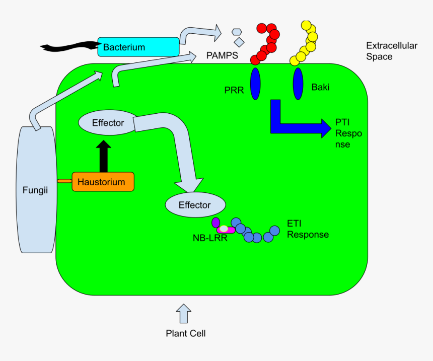 Plant Resistance To Virus Infection, HD Png Download, Free Download