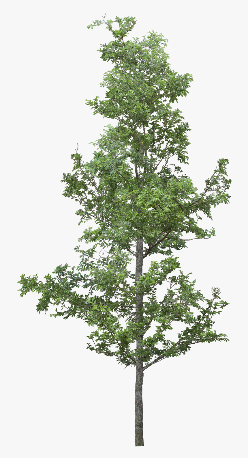 Lush Tree Free Png And Psd - Transparent Tree Photoshop, Png Download, Free Download