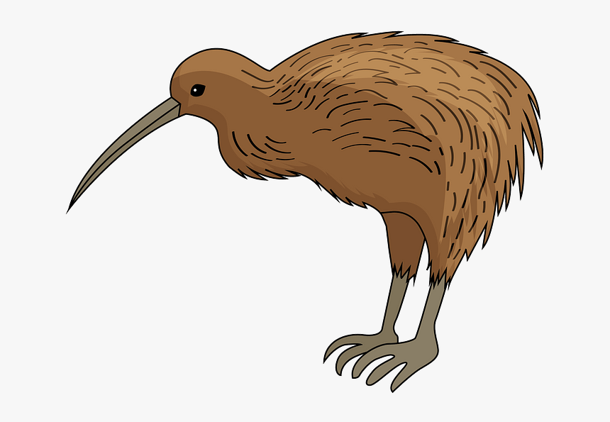 Ibis, HD Png Download, Free Download